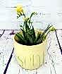 Yellow freesia in yellow ceramic pot