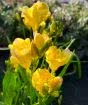 New season freesia
