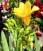 Freesia flowers