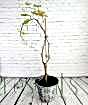 Late autumn vine