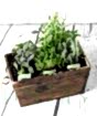 Herb Planter