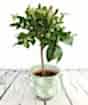 Large Lemon tree with medium green fruit