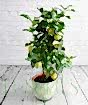 Large lemon tree with yellow fruit