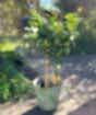 Large lemon tree