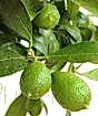 Limequat fruits