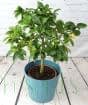 Large Limequat Tree 2025
