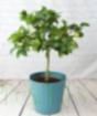 Large Limequat Tree      