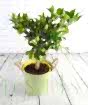Large Limequat