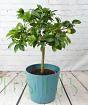 Large Limequat Tree      