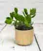 Money Plant in Gold ceramic pot