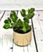 Money Plant