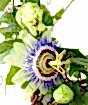 Passionflower and buds