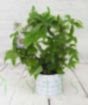 Passionflower Hoop in Blue Lines ceramic pot