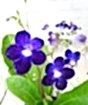 Cape Primrose
