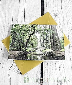 £50 Gift Voucher