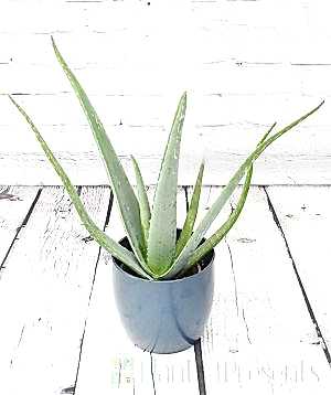 Young Aloe Vera