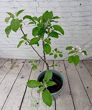 Apple Tree