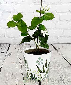 Arabian Jasmine