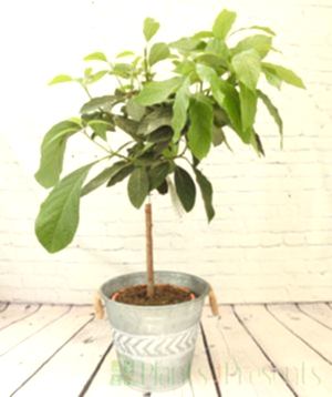 1m+ tall Avocado