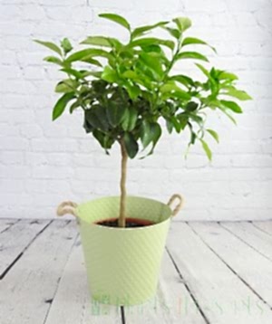Bergamot Tree            