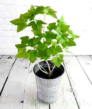 Blackcurrant in spring