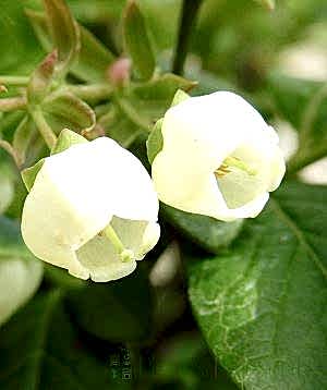 Flowers in spring
