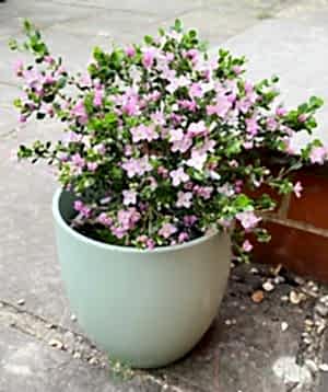 Boronia