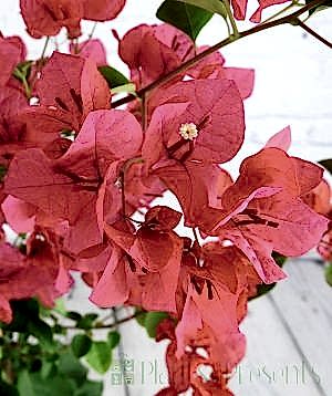 Dark Pink Close up