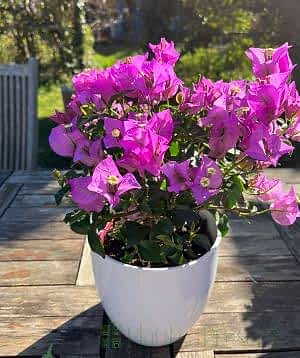 Bougainvillea Bush