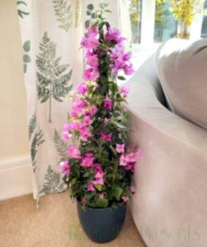 Bougainvillea pyramid