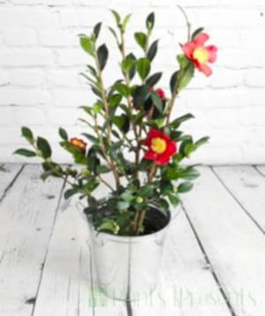 Red Camellia Yuletide