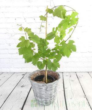 4 year old Chardonnay vine in summer