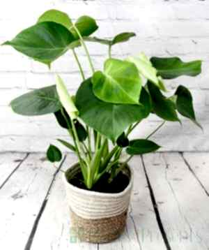 Cheese Plant