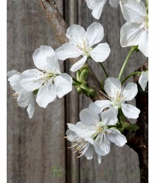 Cherry blossom