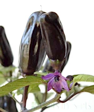 Pot black chillies ripening