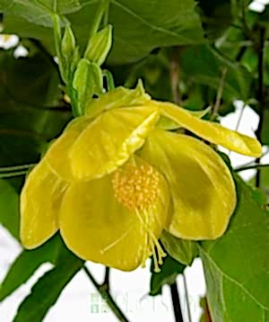 Close up of Chinese bellflower