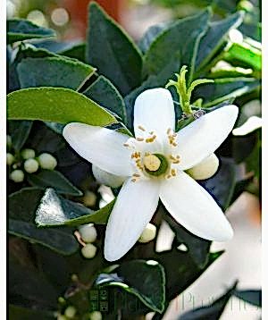 Scented Chinotto flowers in spring