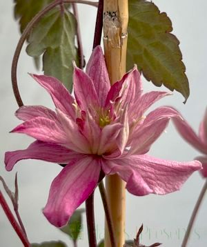 Clematis Montana 'Broughton Star'