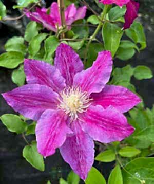Clematis Red Pearl