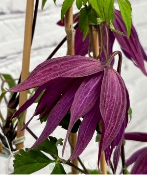Clematis 'Sir Edward Elgar'