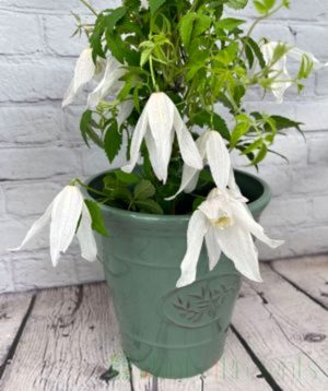 Clematis Broughton Bride
