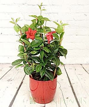 Red Dipladenia Trellis