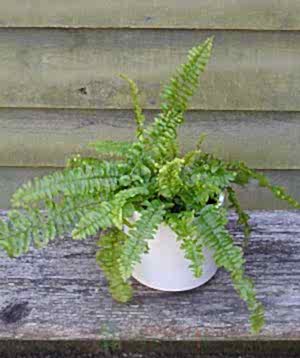 Birds nest ferns