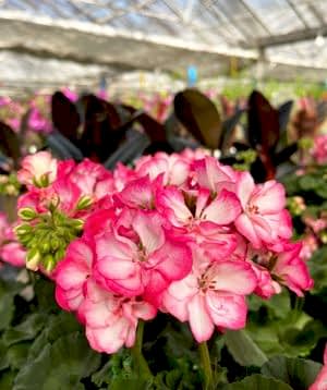 Geranium flowers