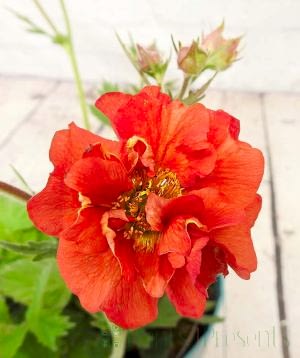 Scarlet Tempest Geum