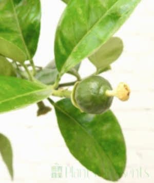 Large Grapefruit in blossom