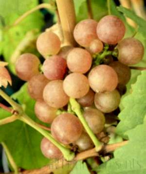 Chasselas grapes for 2024