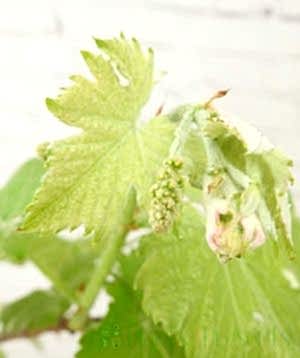 Grape vine buds
