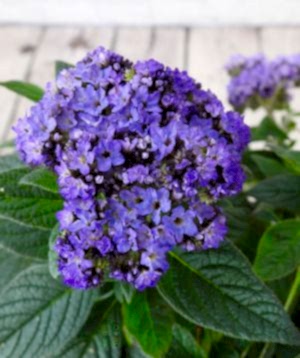 Heliotrope flowers 2025