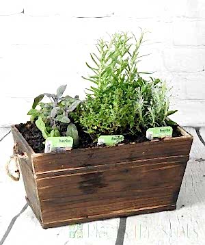 Dark Wood herb planter